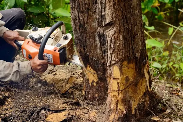 Jaden's Tree Removing