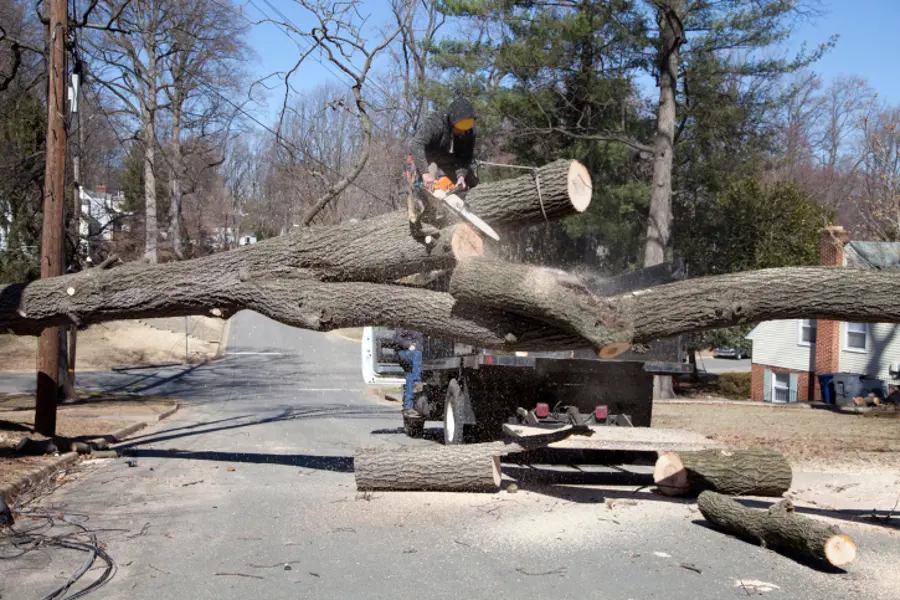 Jason's Trees