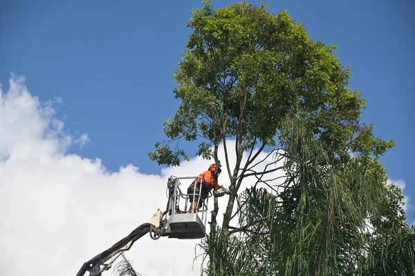 Linda's Tree Trimming