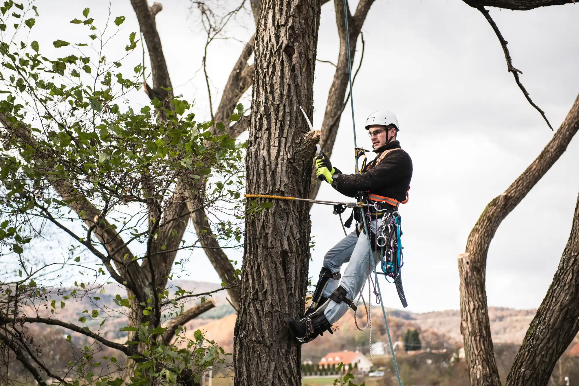 Tree Care